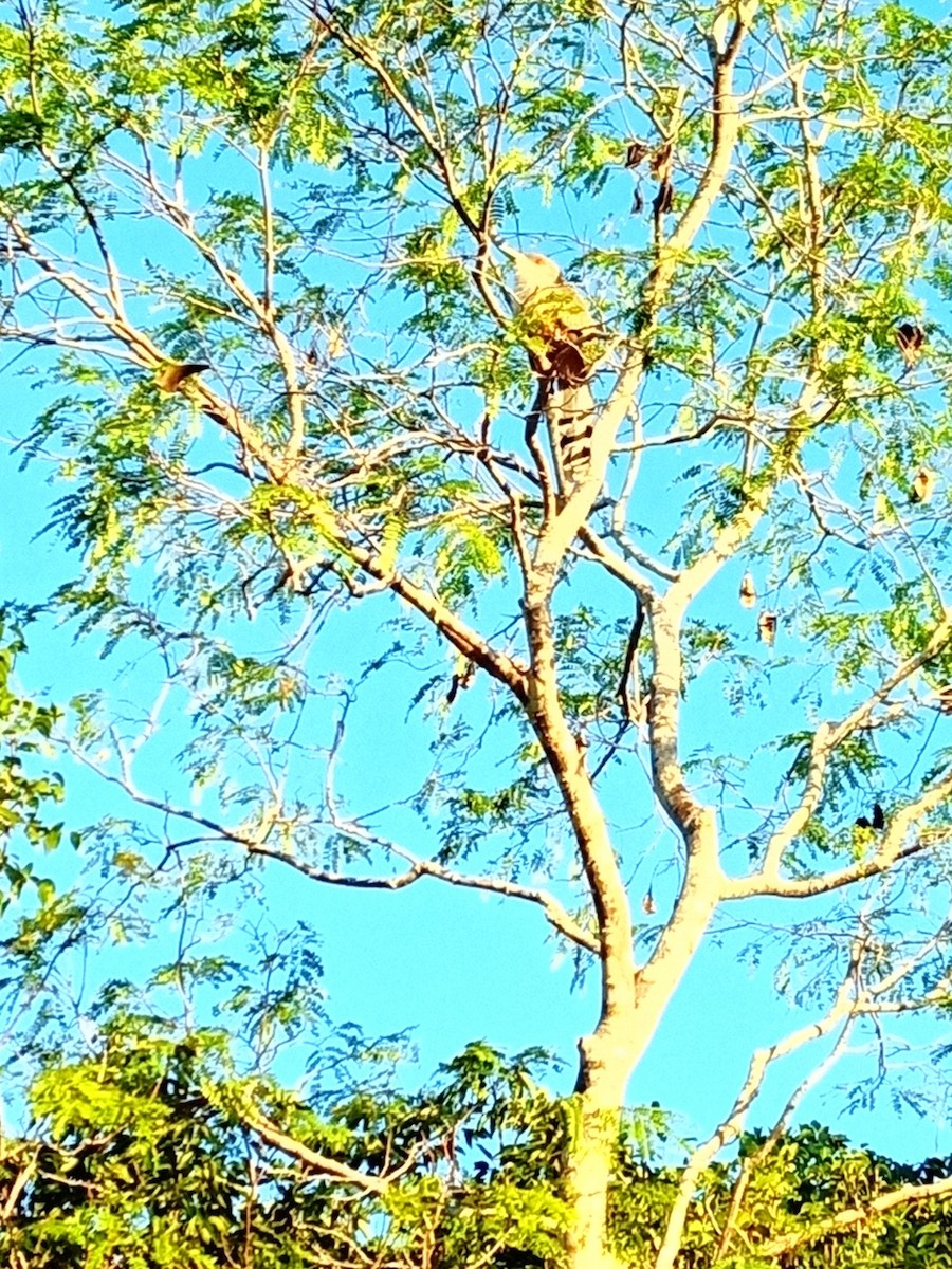 Great Lizard-Cuckoo - ML300426841