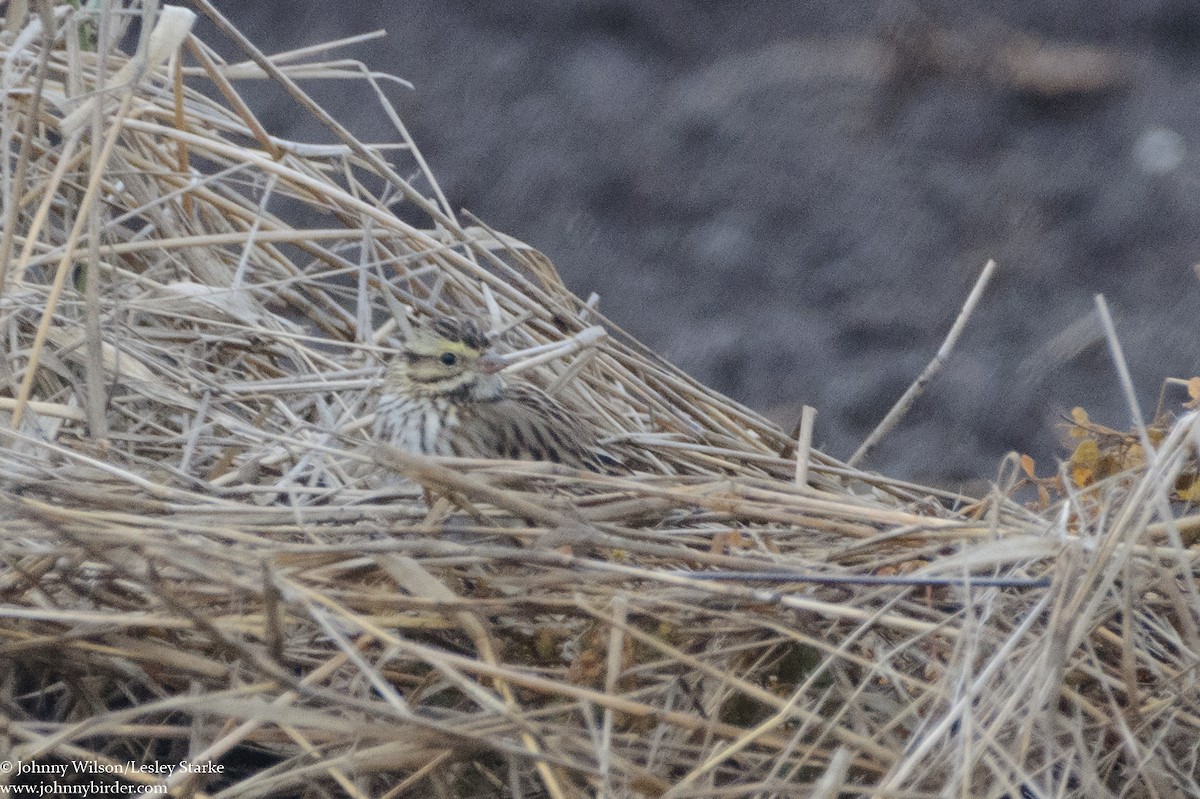 Savannah Sparrow - ML300429811