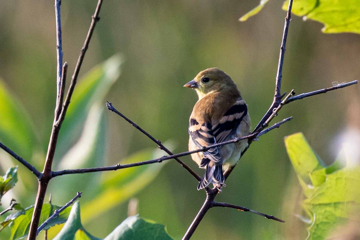 American Goldfinch - ML300430681