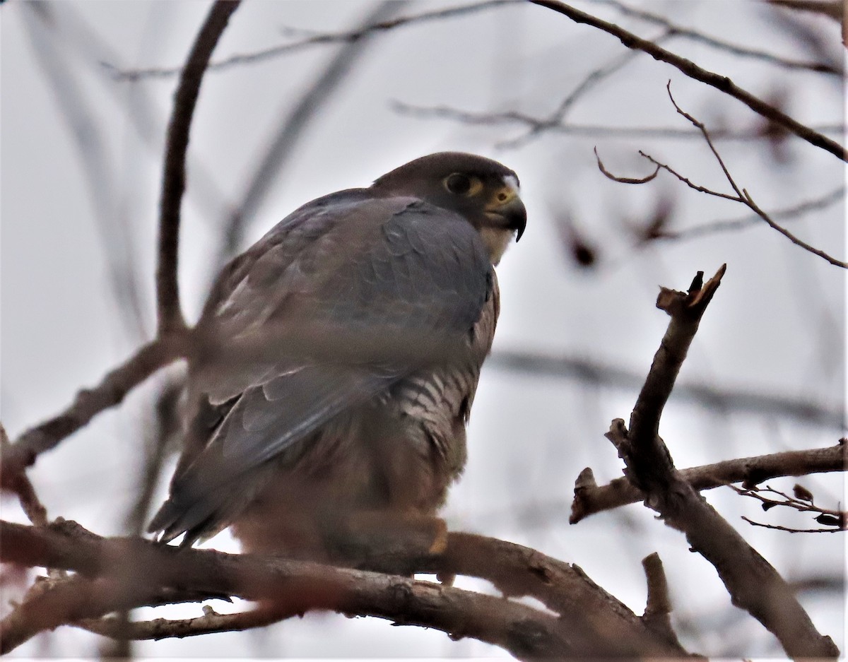 Peregrine Falcon - ML300431131