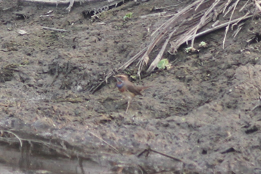 Bluethroat - ML300431161