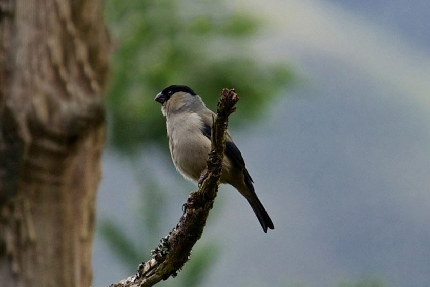 Azores Bullfinch - ML300432591