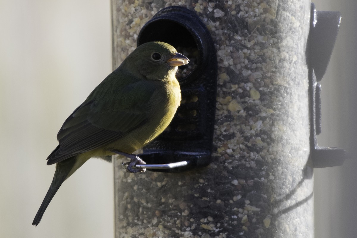 Painted Bunting - ML300433181