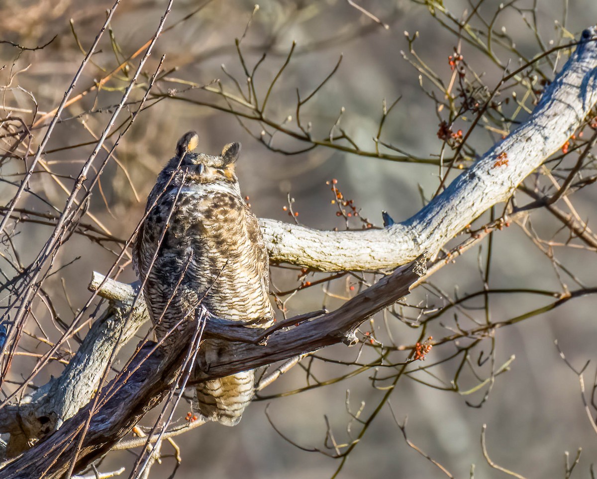 Great Horned Owl - ML300433831