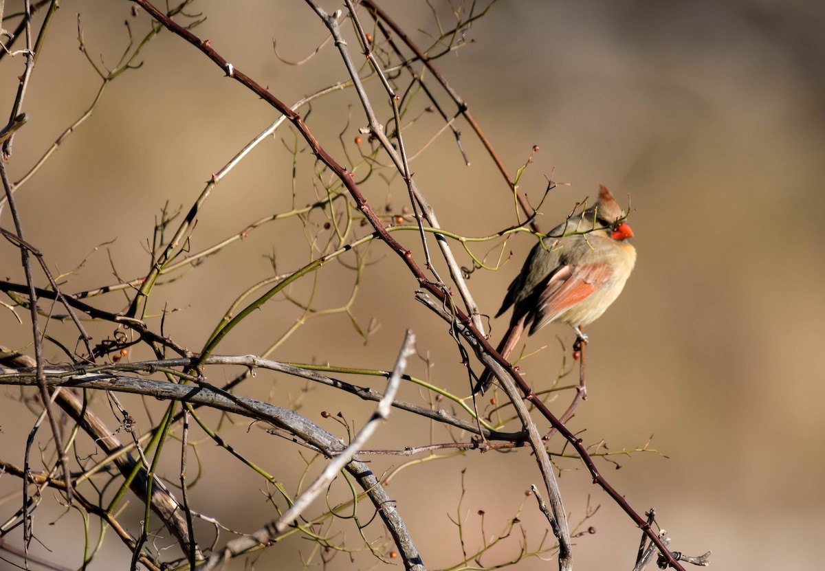 Cardenal Norteño - ML300433901