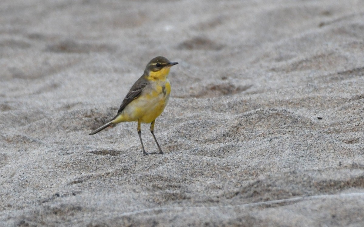 Western Yellow Wagtail - ML300435461