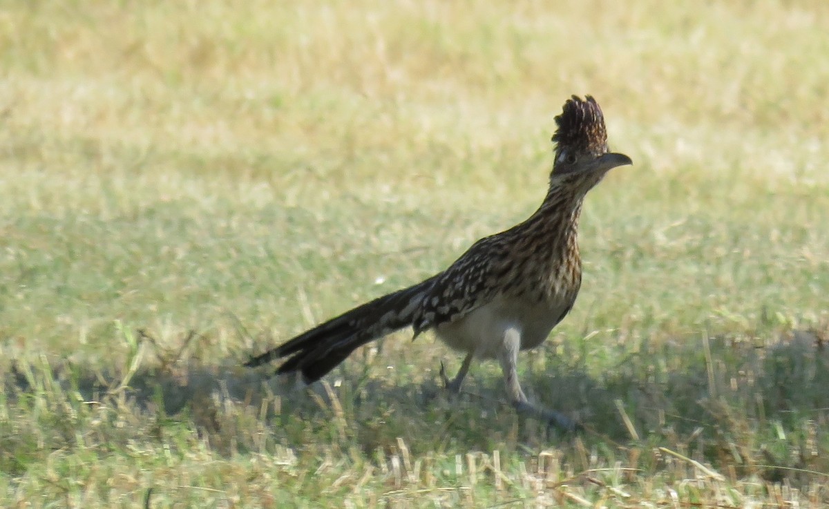 Greater Roadrunner - ML300438811