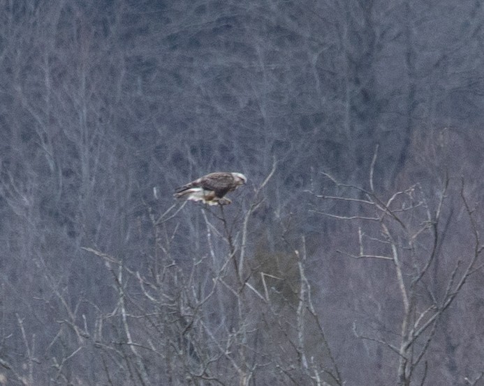 Rough-legged Hawk - ML300438931