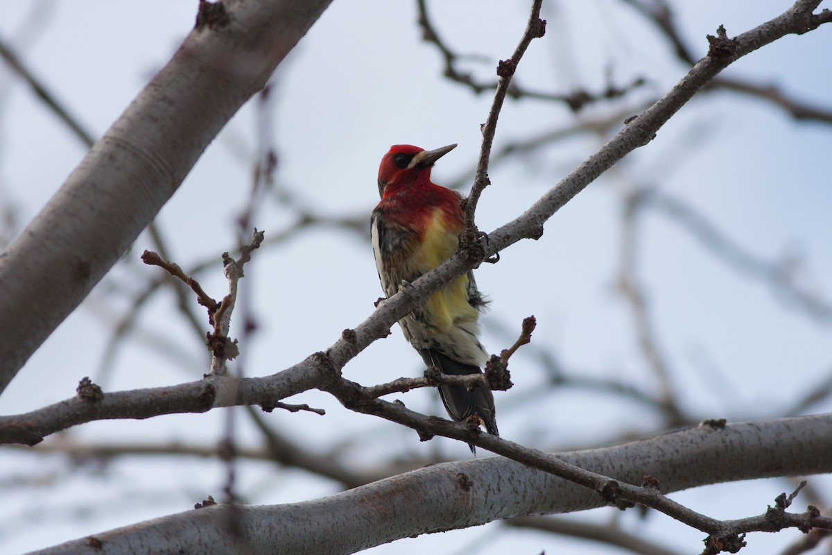 Red-breasted Sapsucker - ML30044071