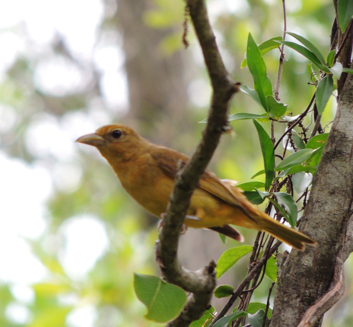 Piranga vermillon - ML30044151