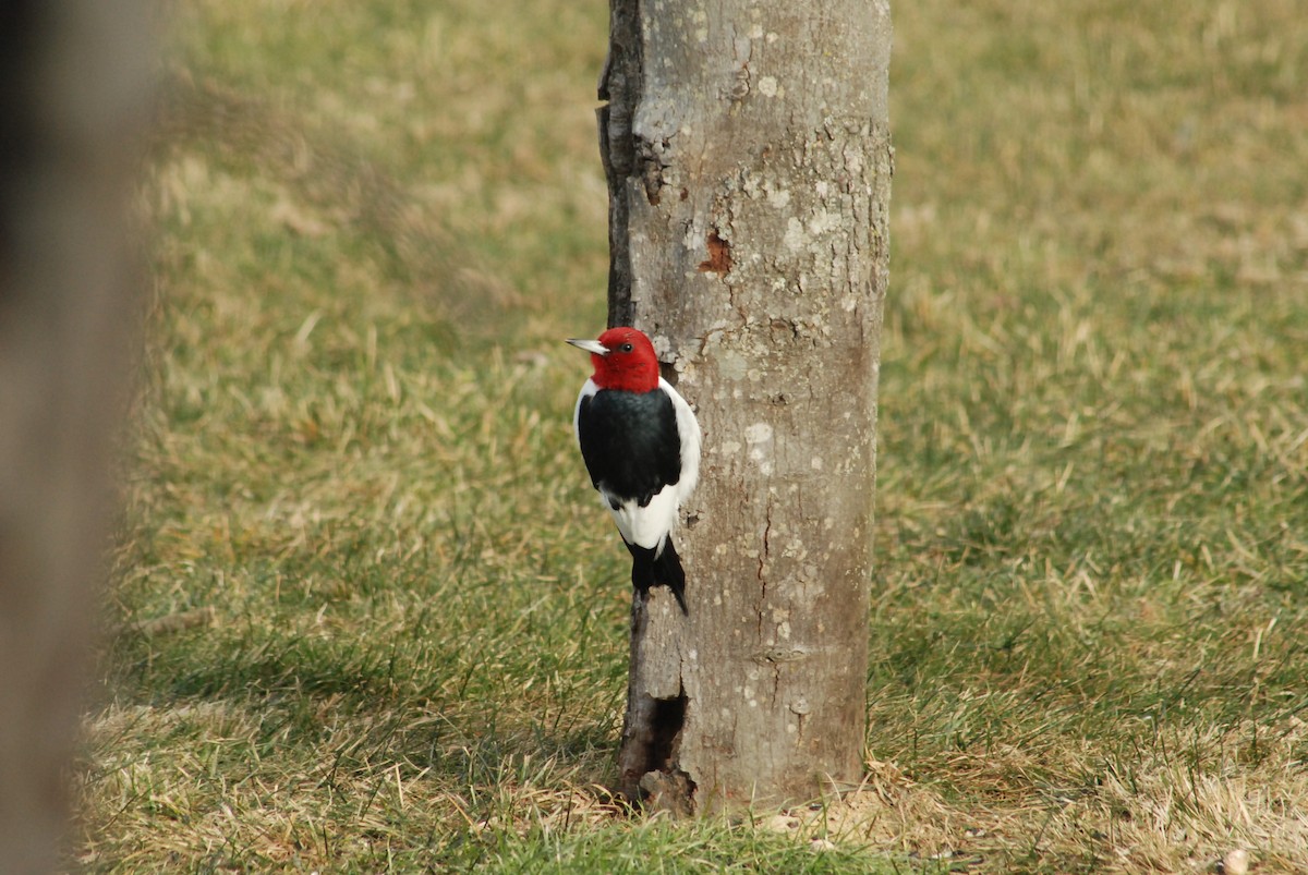 Red-headed Woodpecker - ML300443991