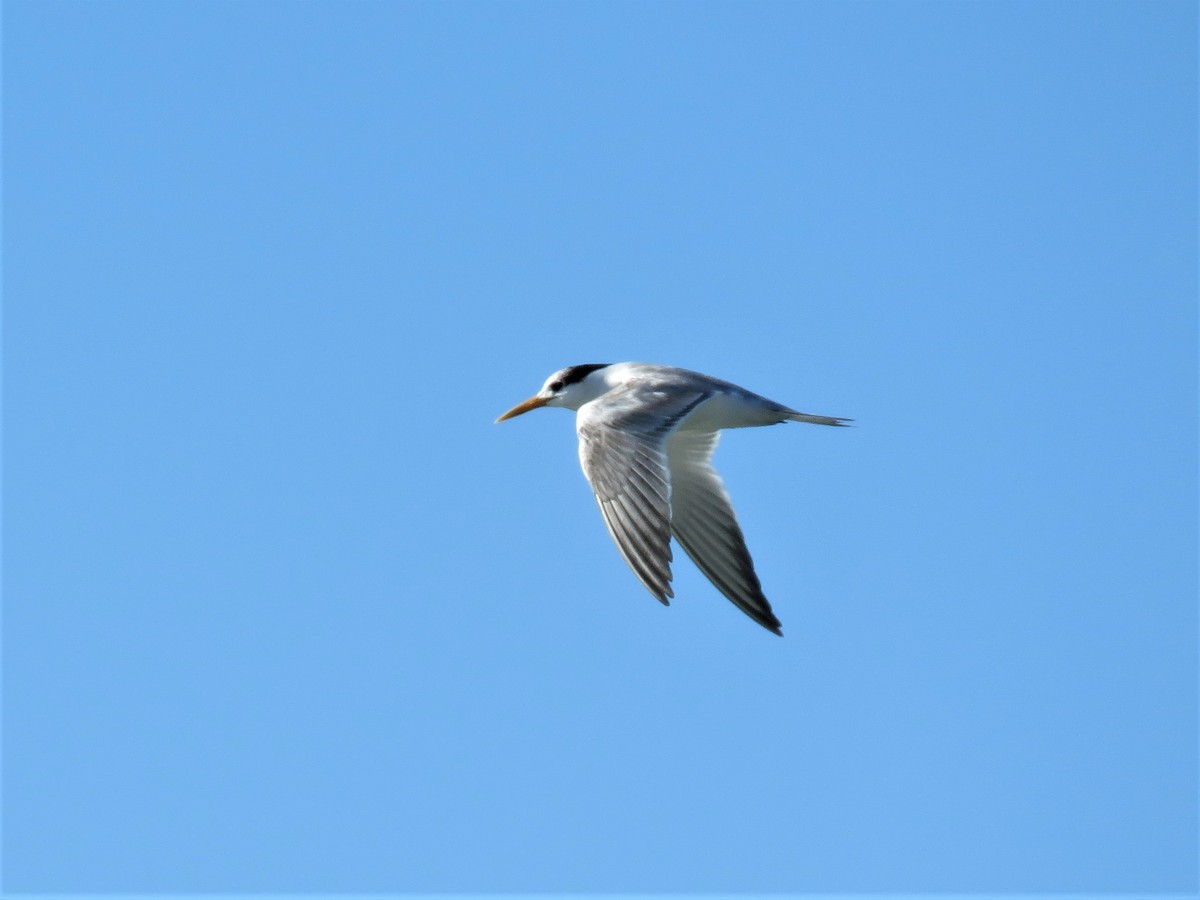 Lesser Crested Tern - ML300444151