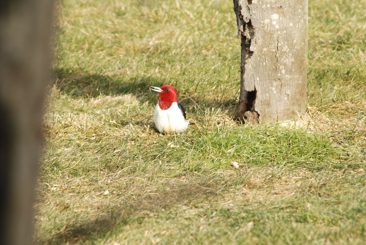 Red-headed Woodpecker - ML300444581