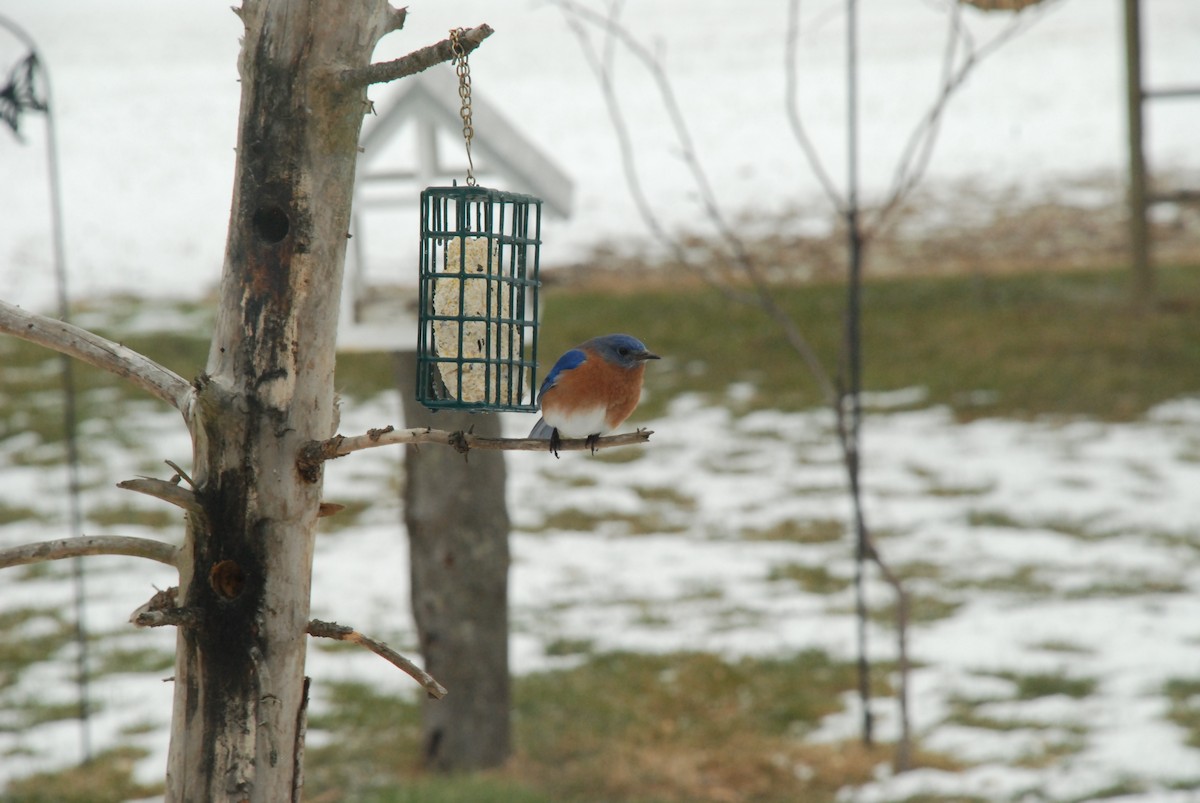 Eastern Bluebird - ML300445091