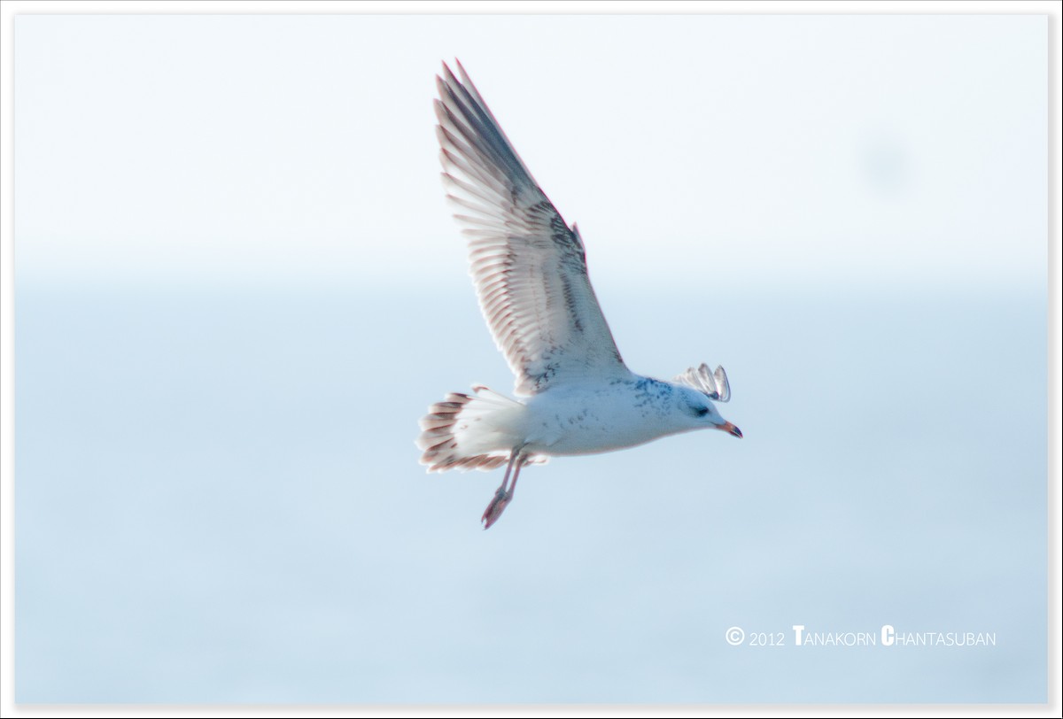 Common Gull - ML300445381