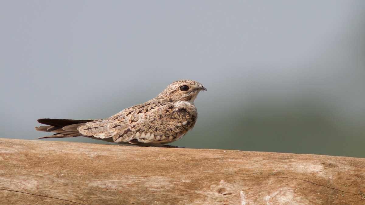 Sand-colored Nighthawk - ML300447301