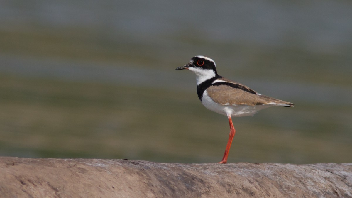Pied Plover - ML300447401
