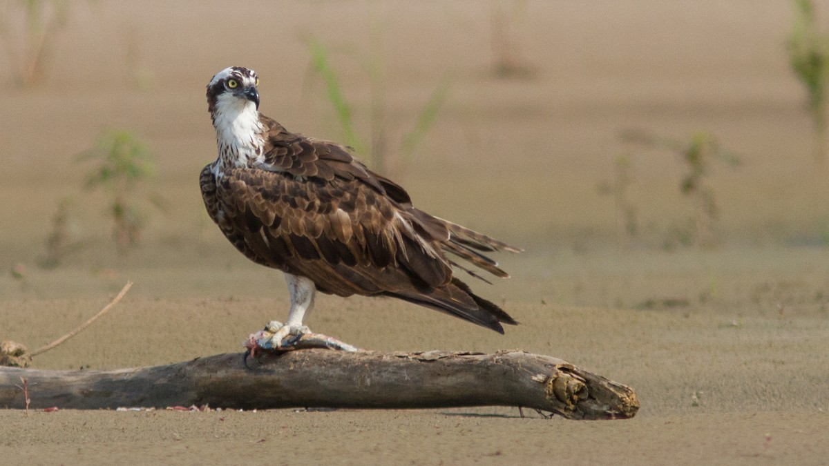Osprey - ML300447461