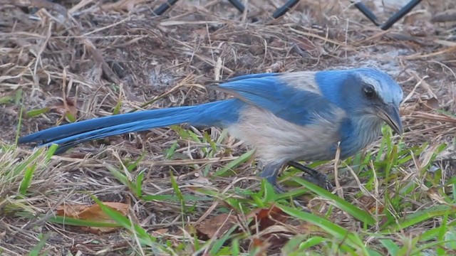 Florida Scrub-Jay - ML300447631