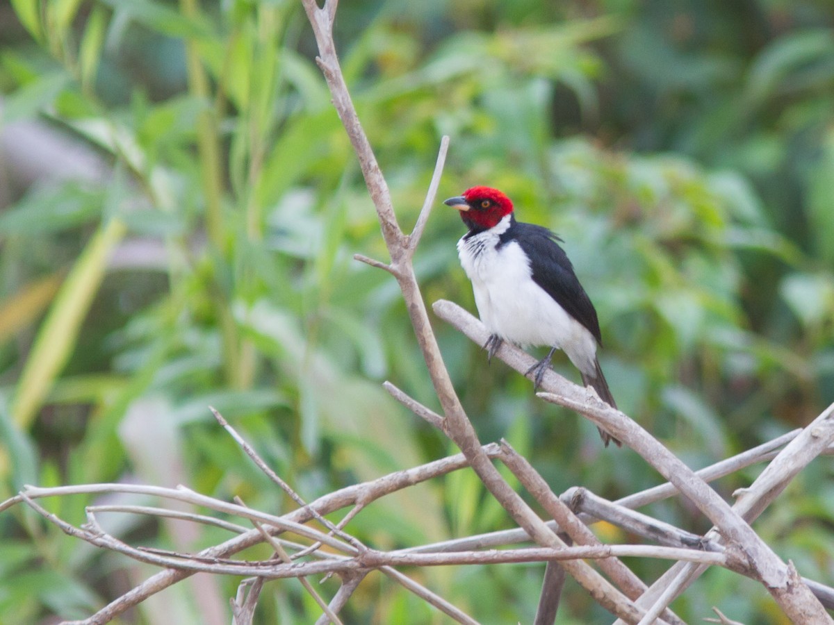 Red-capped Cardinal (Red-capped) - ML300447751