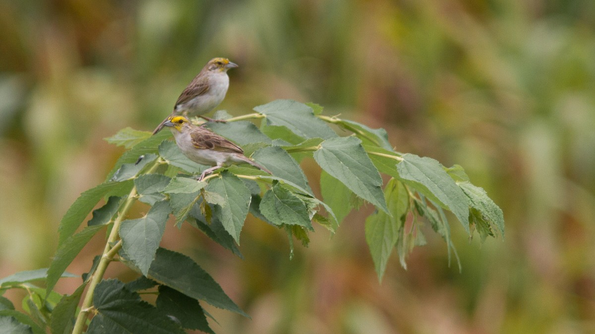Yellow-browed Sparrow - ML300447801