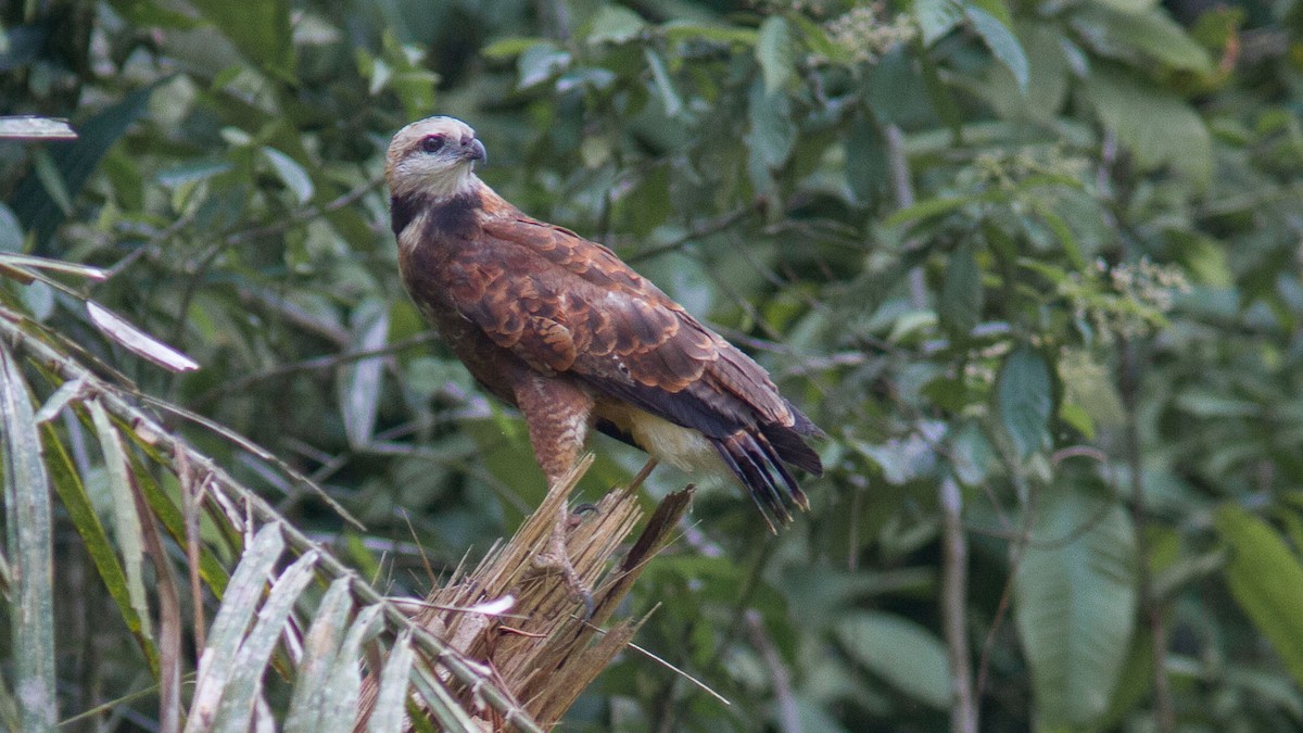 Black-collared Hawk - ML300447851