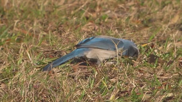 Florida Scrub-Jay - ML300448301