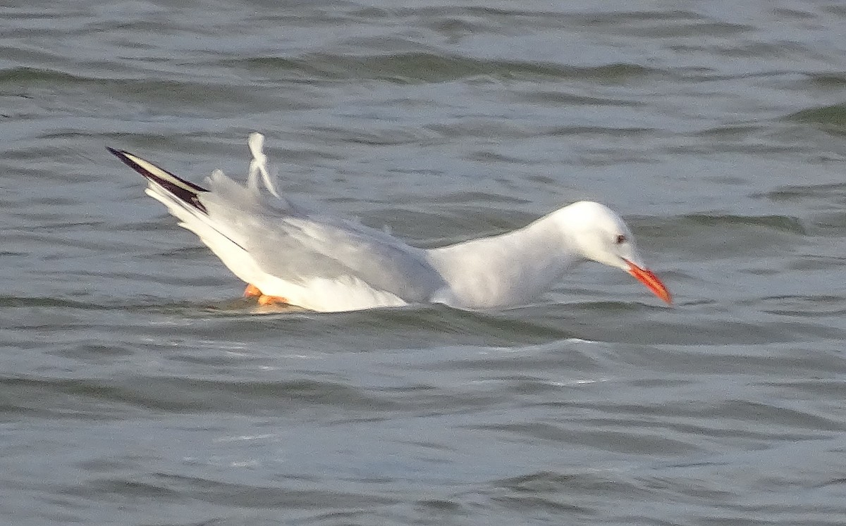 Gabbiano roseo - ML300449951