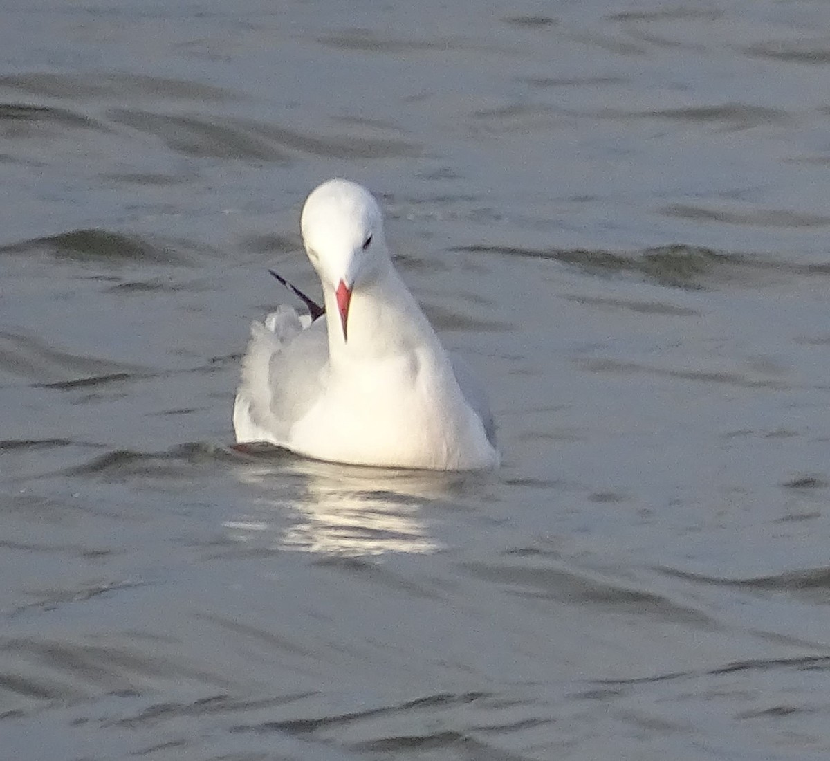 Slender-billed Gull - ML300449961