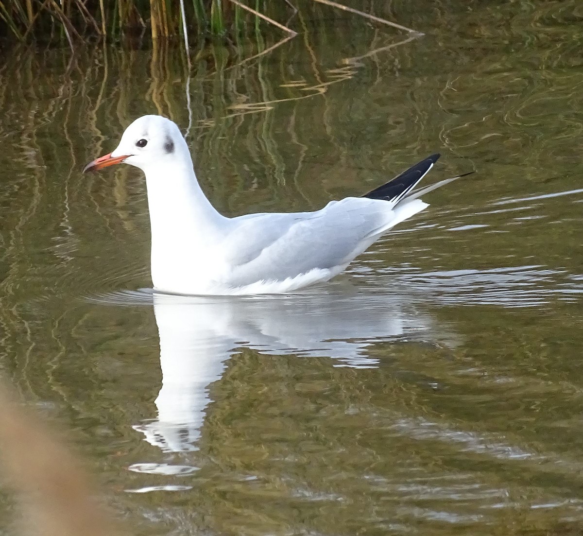 Black-headed Gull - ML300449971