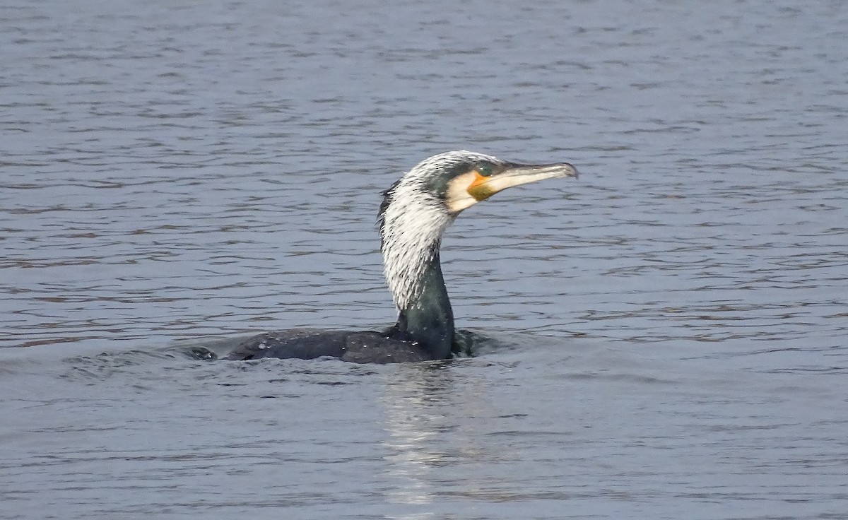 Cormorano - ML300450011