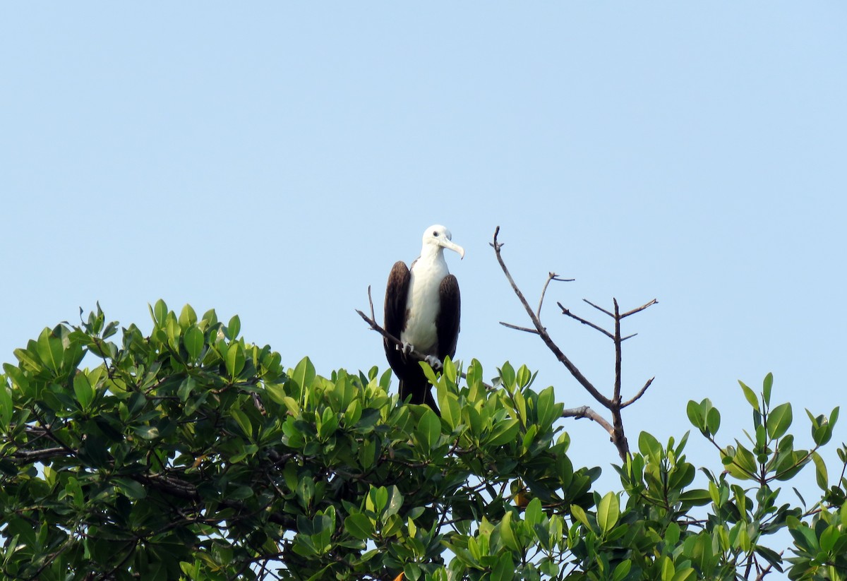 Magnificent Frigatebird - ML300451311