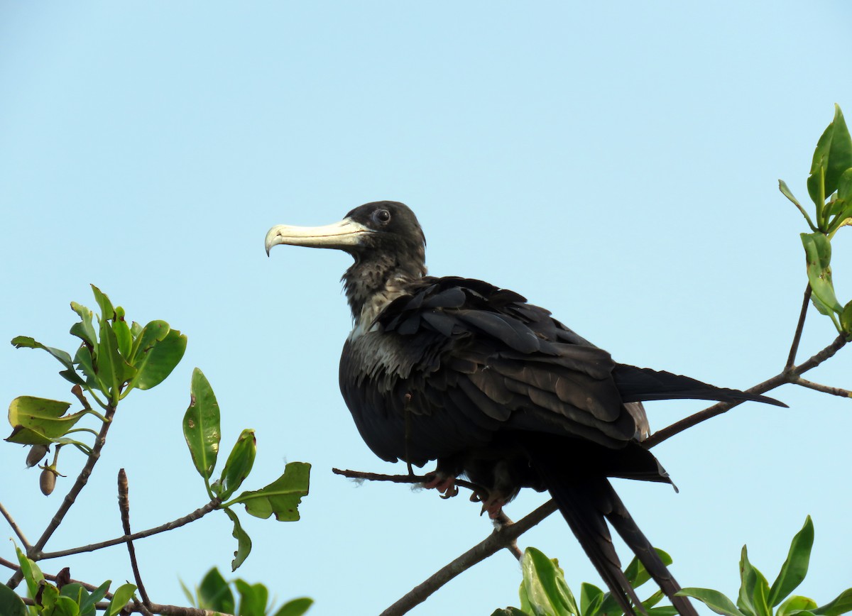Magnificent Frigatebird - ML300451341