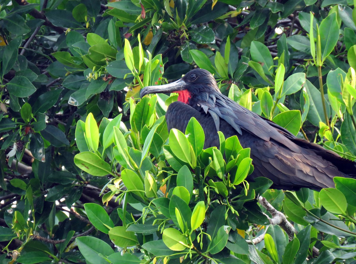 Magnificent Frigatebird - ML300451351