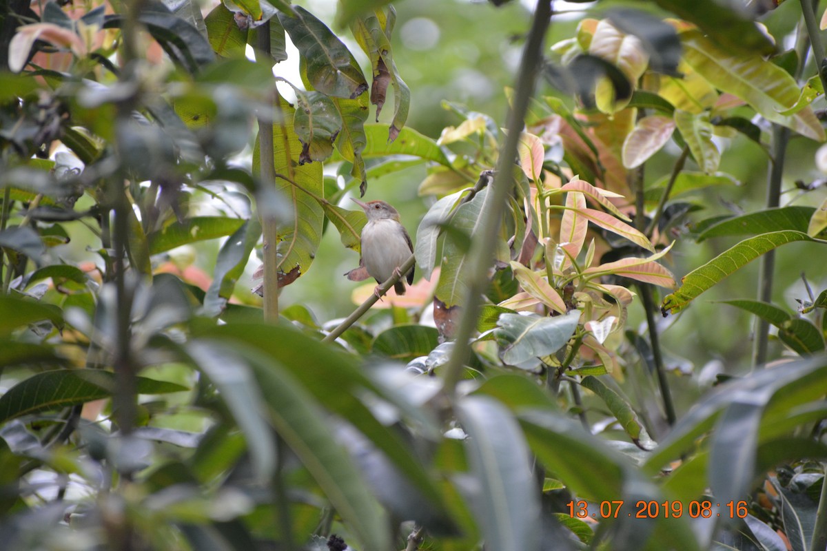Common Tailorbird - ML300451851