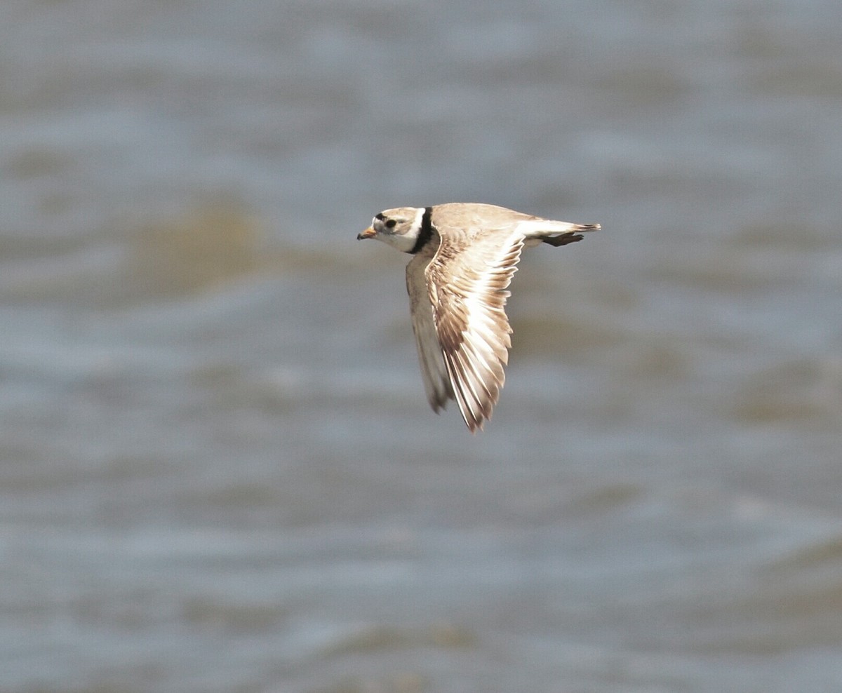 Flötenregenpfeifer - ML30045401