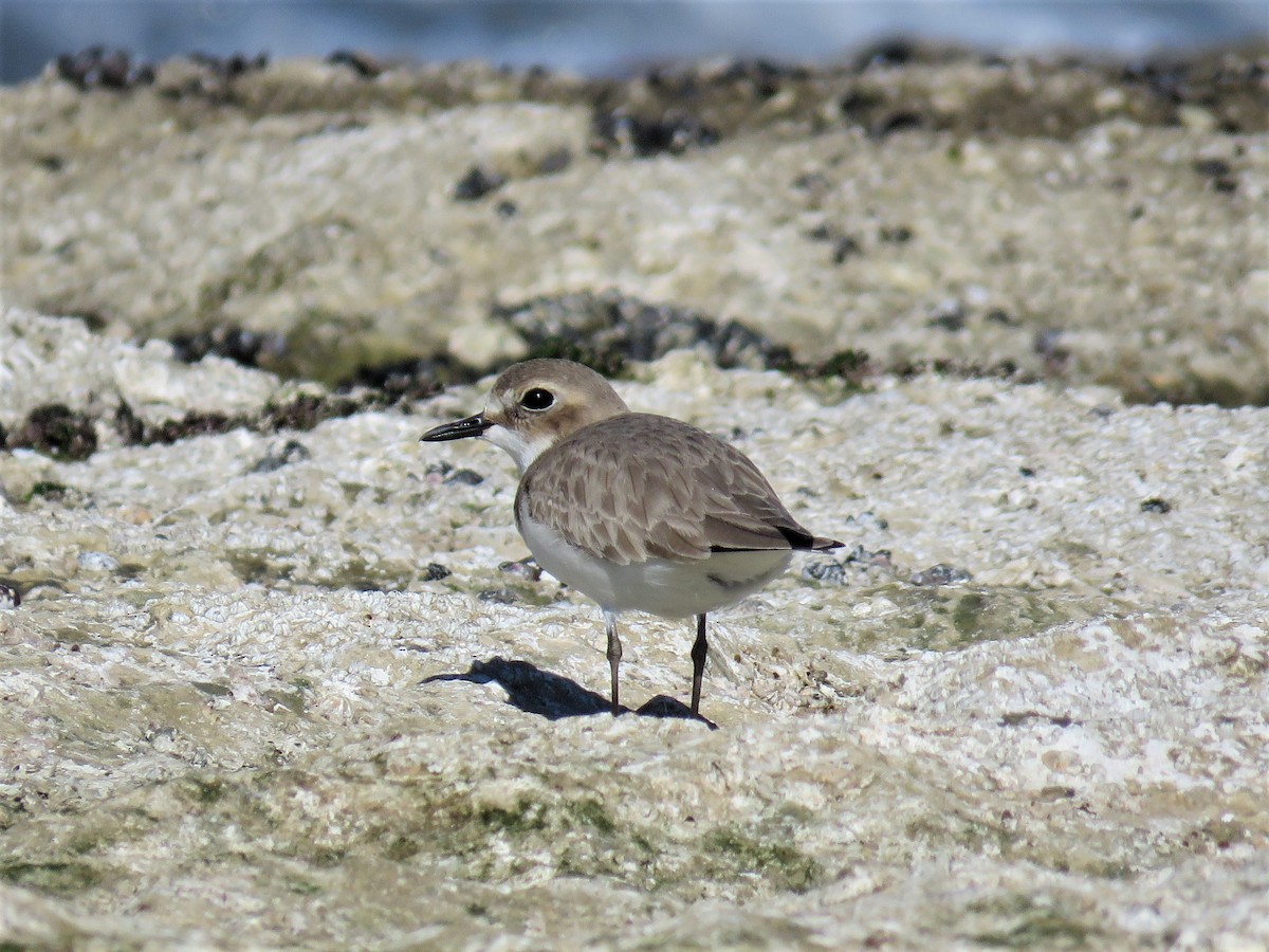 Greater Sand-Plover - ML300454521