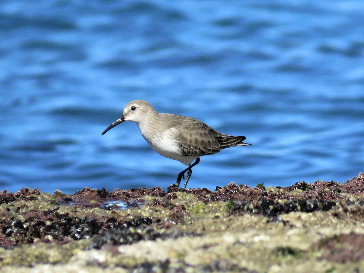 Dunlin - ML300454811