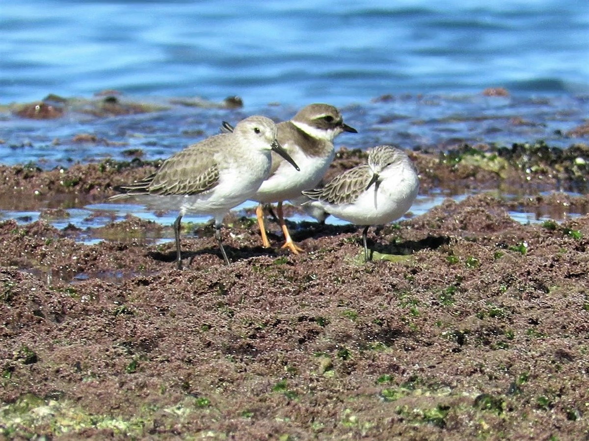 Dunlin - ML300455271