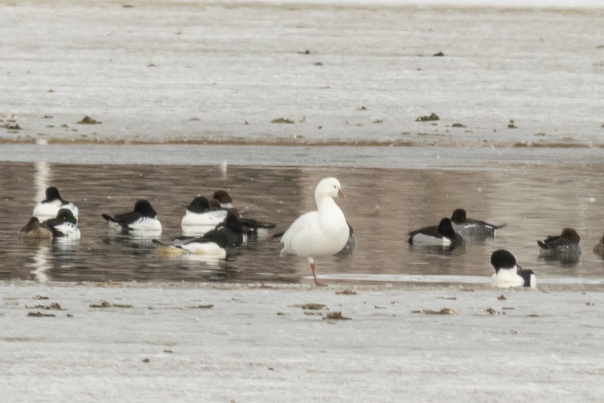 Ross's Goose - ML300456051