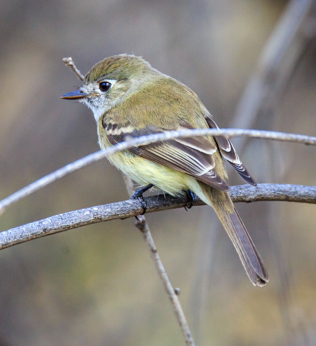 Dusky Flycatcher - ML300457701