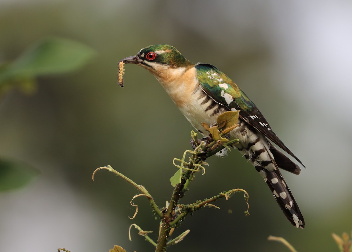 Dideric Cuckoo - Marc Languy