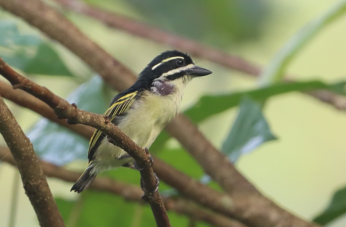 Yellow-throated Tinkerbird - ML300458721