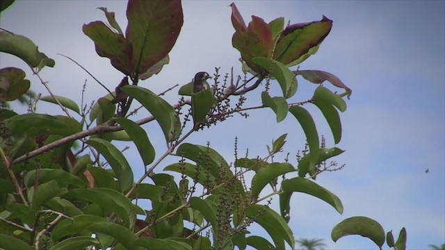 White-browed Purpletuft - ML300459531