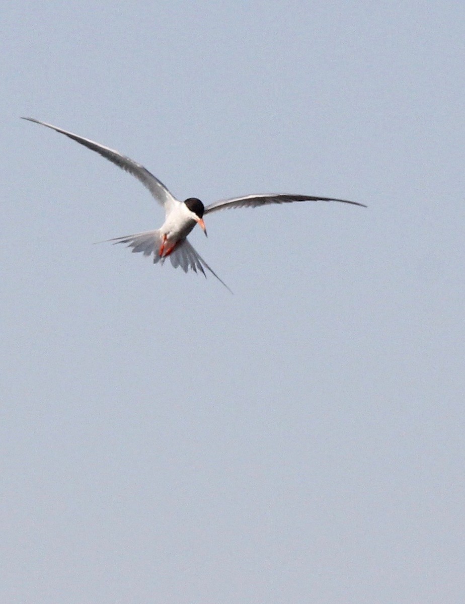 Forster's Tern - ML30045991