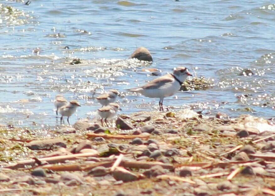 Flötenregenpfeifer - ML30046101