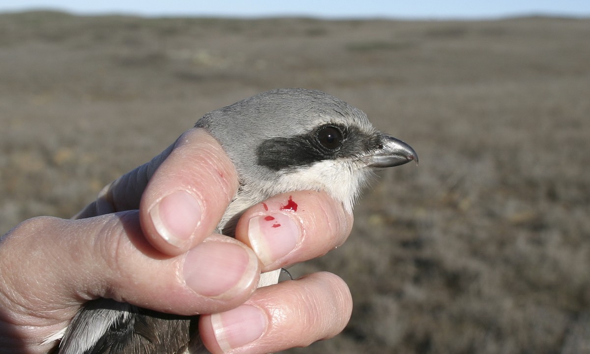 Loggerhead Shrike - ML30046181