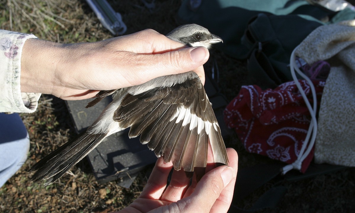 Loggerhead Shrike - ML30046201