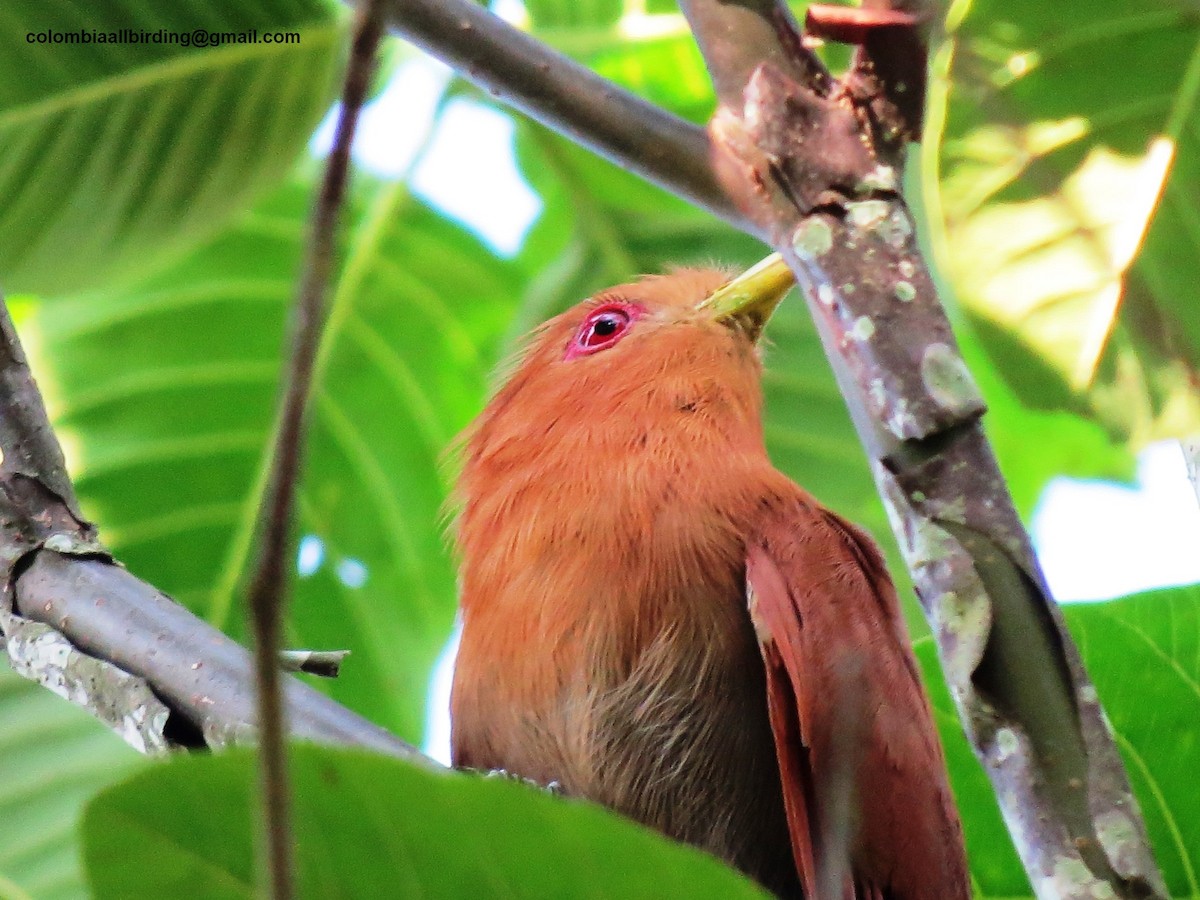 Little Cuckoo - ML300462081