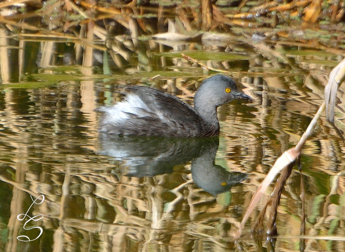 Schwarzkopf-Zwergtaucher - ML30046211